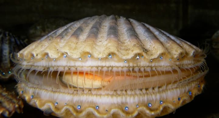 The Scallop Shell