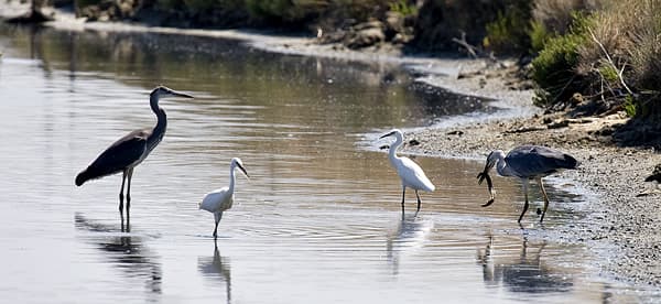 Réserve naturelle des Grands Malades