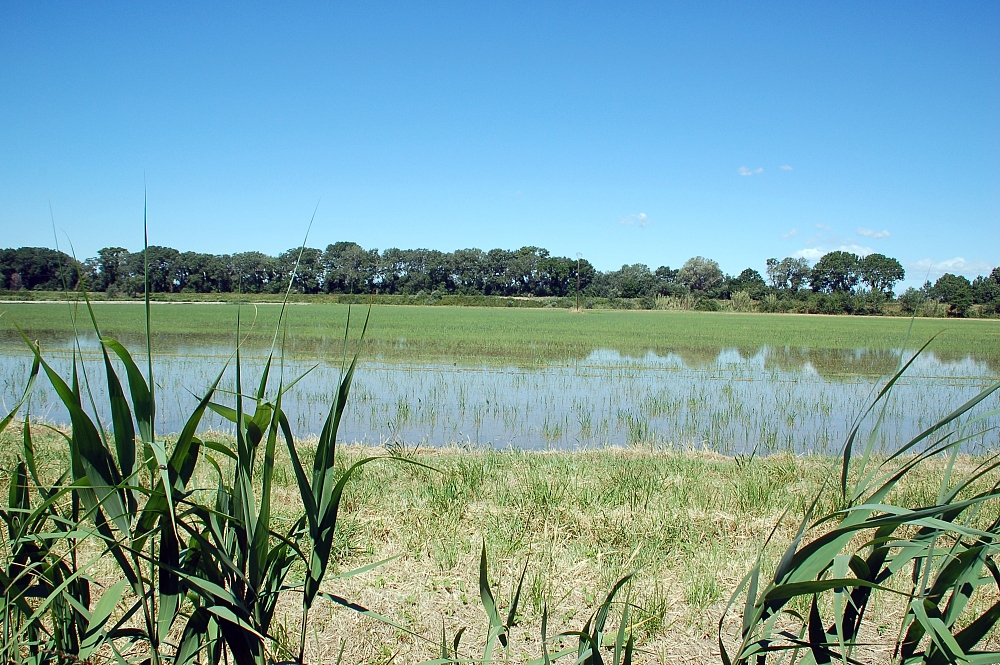Parc Naturel Régional de Camargue — Mas d'Agon