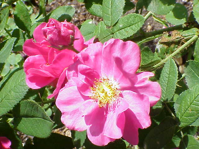 Roseraie de Provins