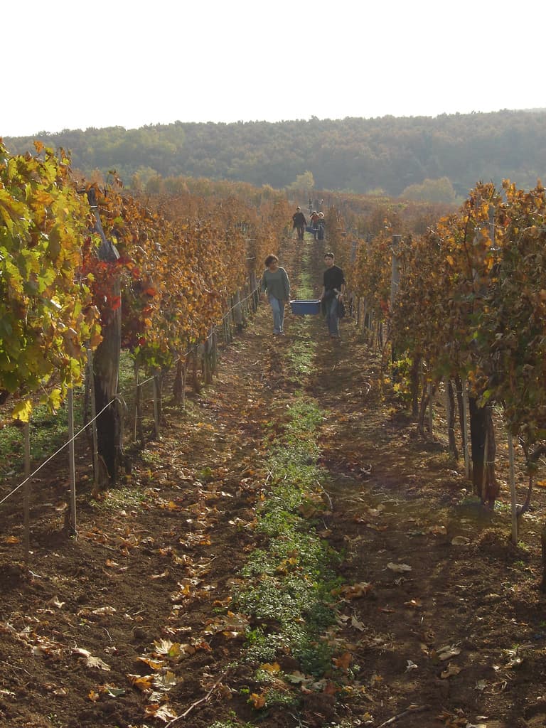 Vignobles de l'Egri Borút (Route des Vins d'Eger)