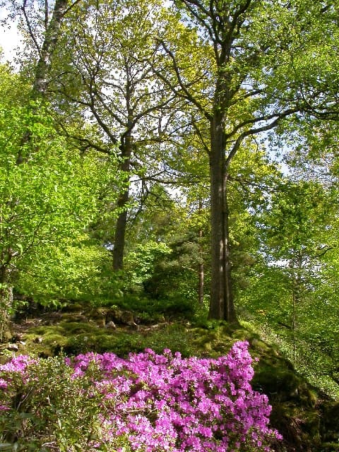 Stagshaw Garden