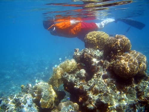 Snorkeling et plongée à Sea Caves