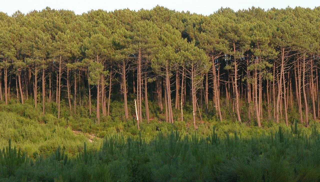 Forêt de la Teste-de-Buch