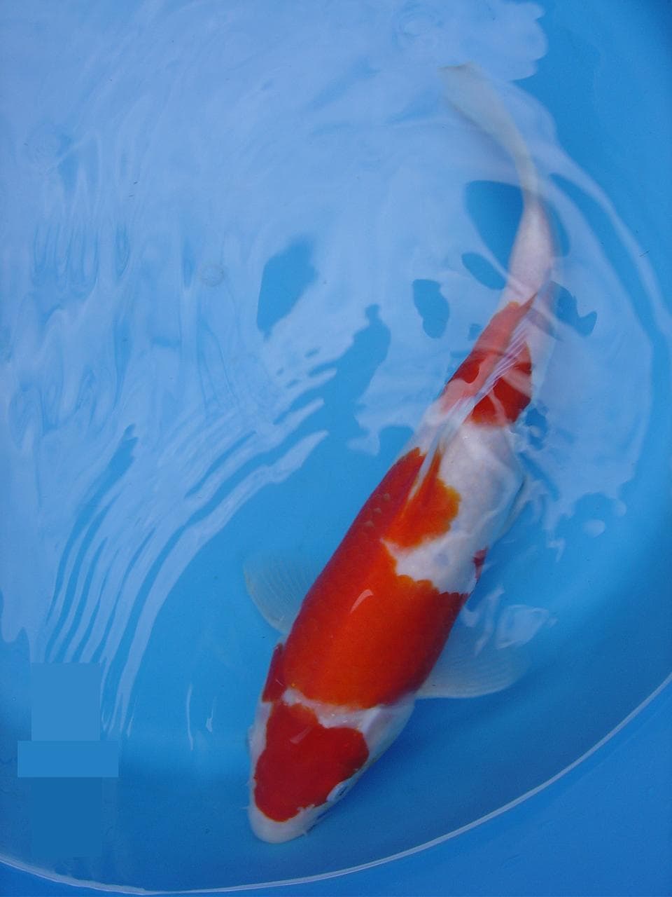 Étang des Carpes du Château
