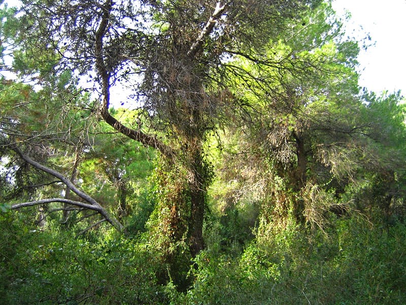 Observación de Aves en la Dehesa