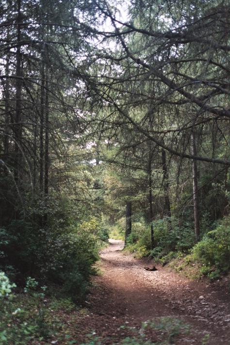 Forêt des Cèdres de Bonnieux