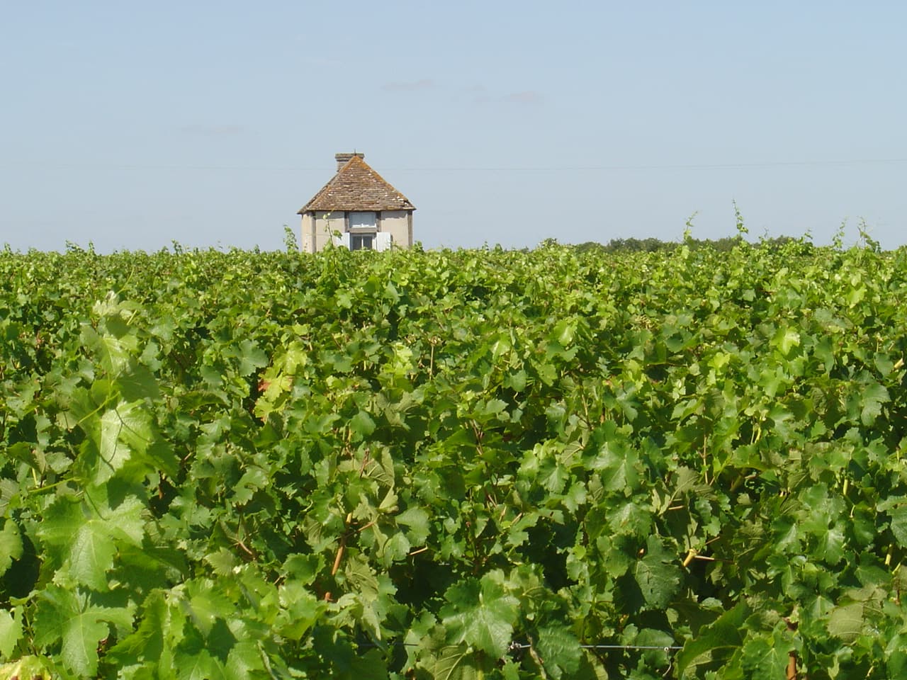 Coteaux viticoles de Saint-Règle