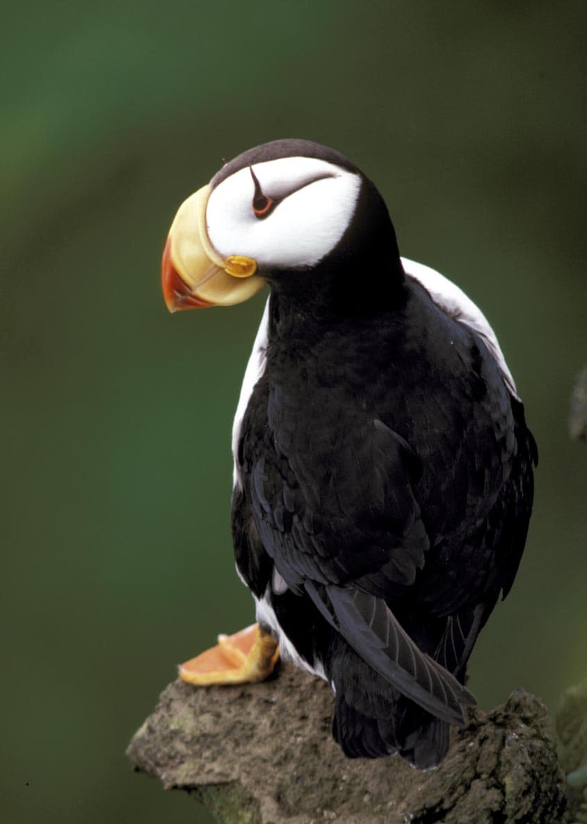 Observation des oiseaux aux falaises (colonie de macareux)