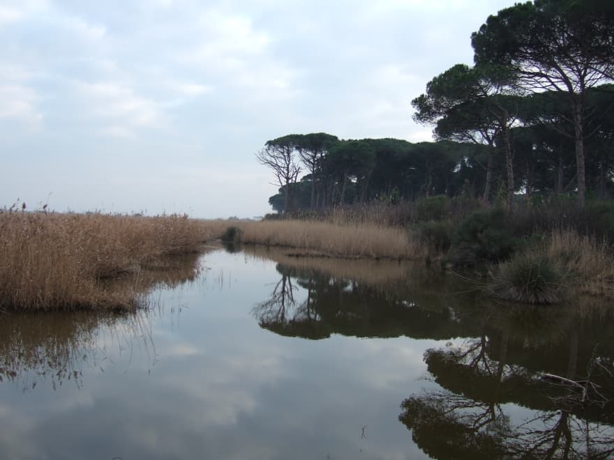 Pineta di Classe