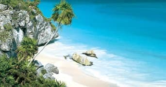 Mangrove de la Riviera