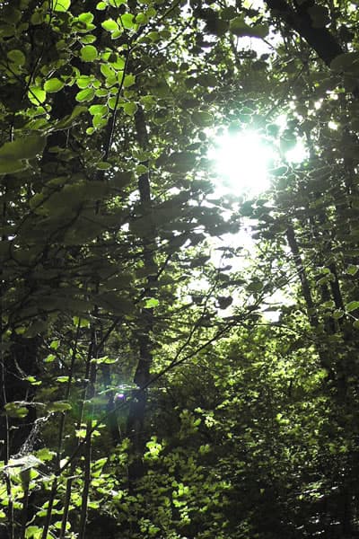 Forêt d'Amboise