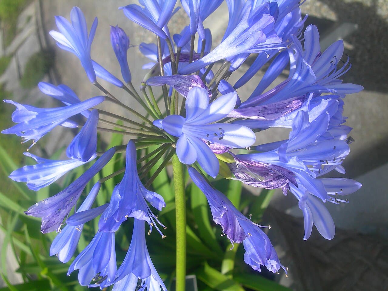 Lily Tarn