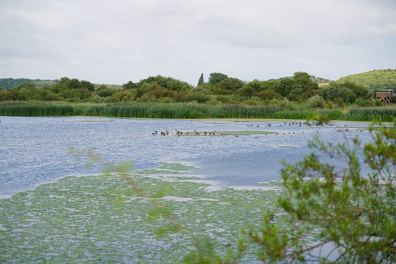 Attenborough Nature Reserve