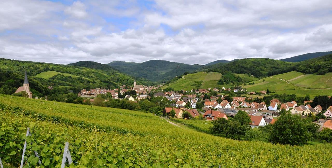 Sentier Viticole du Vignoble d'Obernai