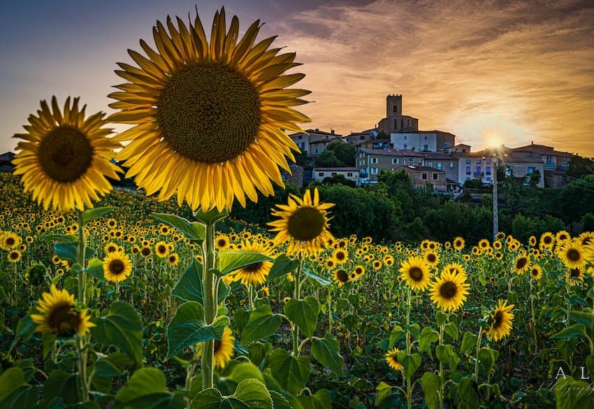 Village de Villelongue d'Aude et ses tournesols