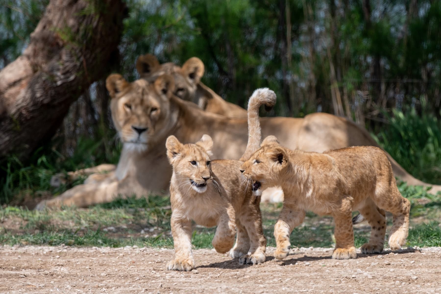 lionceaux