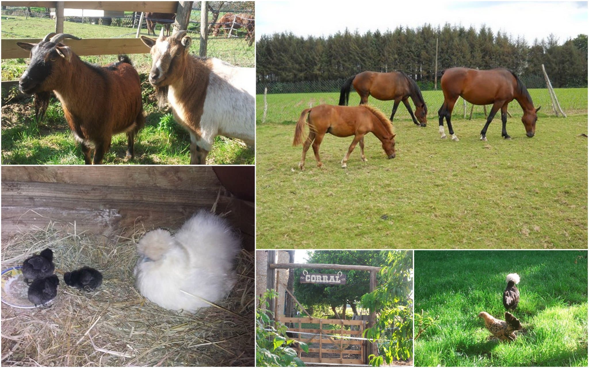 4- animaux - Copie (2)